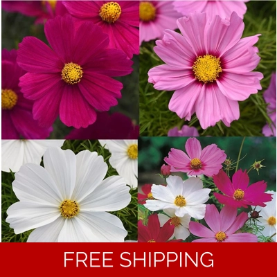 Cosmos Sonata Plug Plants x6